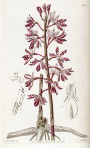Dipodium punctatum - Miss Drake